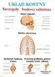 Anatomia i fizjologia człowieka,  20 plansz