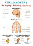 Anatomia i fizjologia człowieka dla liceum,  20 plansz