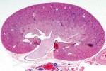 Histologia ssaków, komplet podstawowy  (25 prep.)
