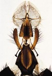 Insekty  (40 prep.)