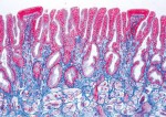 Histologia kręgowców z wyłączeniem ssaków  (25 prep.)
