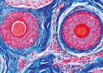 Histologia ssaków, komplet uzupełniający  (50 prep.)