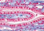 Histologia człowieka cz. II  (50 prep.)