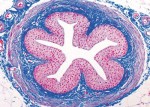 Histologia człowieka, seria bazowa  (40 prep.)