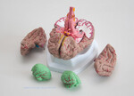 Mózg - model mózgu z arteriami 8 części