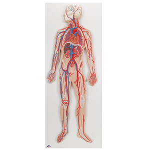 Układ krwionośny, 1/2 naturalnej wielkości Model reliefowy G30