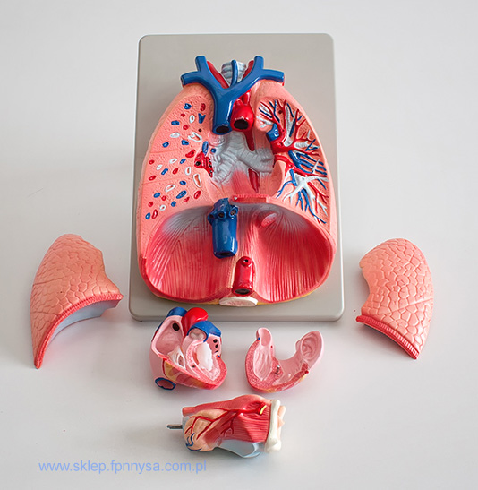 płuca serce krtań model anatomiczny