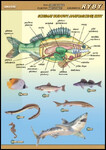 Ryby budowa anatomiczna plansza dydaktyczna