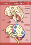 Mózg człowieka plansza dydaktyczna