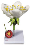 Kwiat wiśni, model z owocem T21019