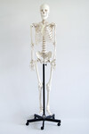 Szkielet człowieka na statywie