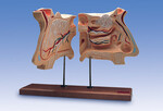 Nos i organ węchowy, model 4-krotnie powiększony W42506