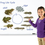 Żaba - cykl rozwojowy żaby magnetyczny