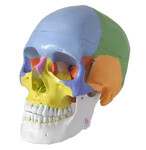 Kolorowy model czaszki człowieka naturalnych rozmiarów