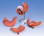 Żołądek, model żołądka 3-częściowy K16