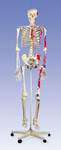 Szkielet człowieka z oznaczeniami zaczepów mięśni, skala 1:1 A11