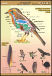 Ptaki budowa anatomiczna plansza dydaktyczna