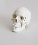 Model czaszki – czaszka człowieka
