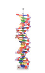 Model DNA duży