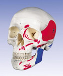 Czaszka ludzka z zaznaczonymi zaczepami oraz miejscami przylegania mięśni oraz ponumerowanymi kośćmi A23