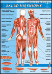 Układ mięśniowy plansza dydaktyczna