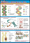 Budowa i replikacja DNA plansza dydaktyczna