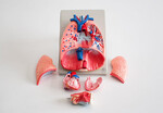 Płuca, krtań, serce – powiększony model płuc, krtani oraz serca 6 częściowy