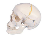 Czaszka ludzka, 3 częściowa z zaznaczonymi szwami czaszkowymi oraz ponumerowanymi kośćmi A21