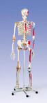 Szkielet człowieka z wiązadłami stawów  i z zaznaczonymi mięśniami Model luksusowy A13