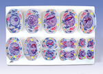 Podział komórki - Mejoza, zestaw 10 modeli na podstawie R02