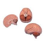 Mózg, model mózgu 2 - częściowy C15