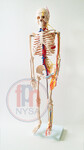 Szkielet człowieka na statywie skala 1:2 85cm z nerwami rdzeniowymi  i naczyniami krwionośnymi