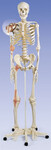 Szkielet człowieka, model z wiązadłami stawowymi A12