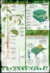 Budowa rośliny, proces fotosyntezy plansza dydaktyczna