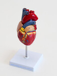 Serce – model serca naturalnych rozmiarów 2 częściowy