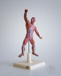 Mini figura mięśniowa - układ mięśniowy model anatomiczny 22cm