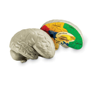 Model mózgu - mózg model przekrojowy z pianki