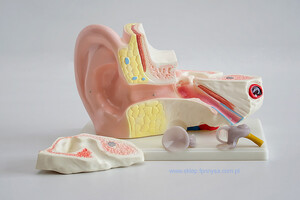 Ucho - model ucha 3x powiększone, 4 częściowe