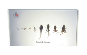 Cykl rozwoju żaby - żaba stadia rozwoju