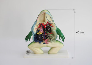 Model żaby anatomiczny- żaba sekcja