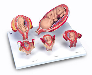 Rozwój prenatalny człowieka, model 5-częściowy L11/9