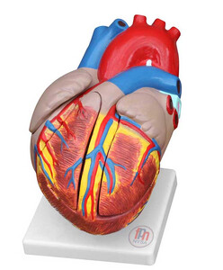 Wielki model serca 4 częściowy, 3x powiększony