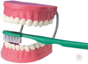 model do nauki higieny jamy ustnej - szczęka do nauki higieny