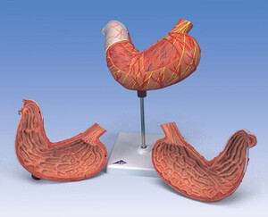 Żołądek, model żołądka 2-częściowy K15