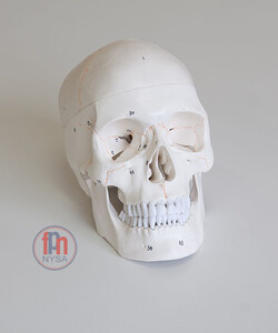 Model czaszki 3-częsciowy ponumeorwany / Czaszka człowieka