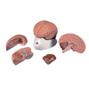 Mózg, model mózgu 4 - częściowy C16