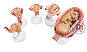 Rozwój prenatalny człowieka - 7 częściowy - 5 stadiów