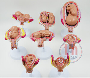Rozwój prenatalny człowieka - 8 częściowy