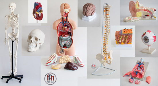 Modele anatomiczne człowieka