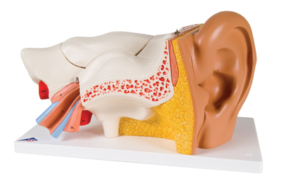 Model anatomiczny ucha 3krotnie powiększony